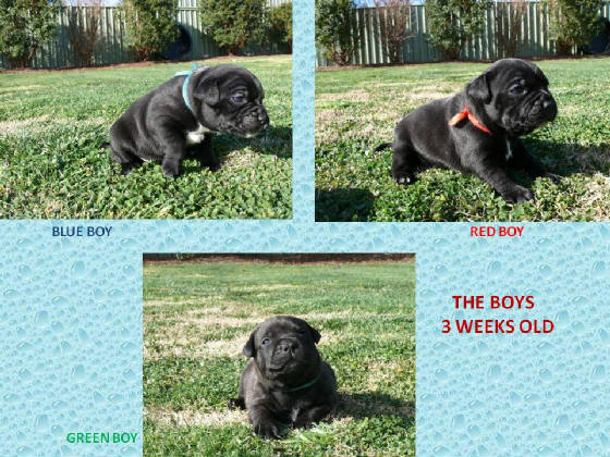 theboys2litter3weeksold.jpg