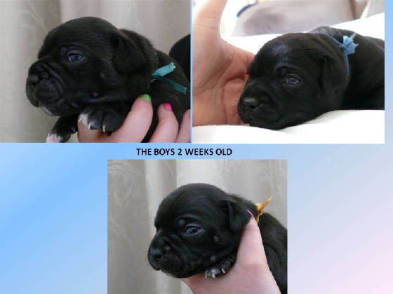 theboys2weeksold.jpg