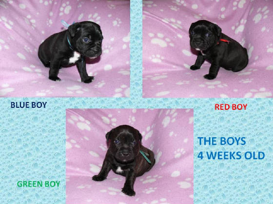 theboys4weeksoldlitter2.jpg