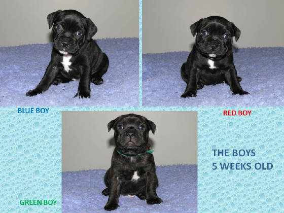 theboys5weeksoldlitter2.jpg