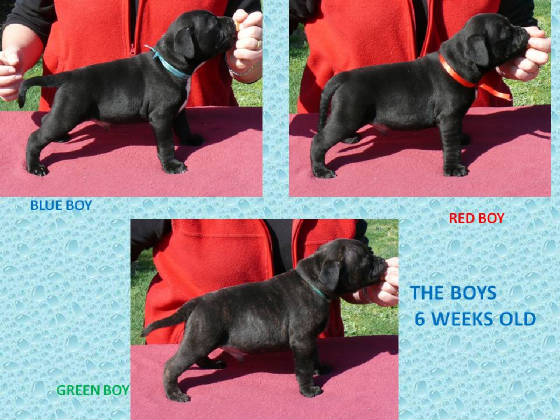 theboys6weeksoldlitter2.jpg