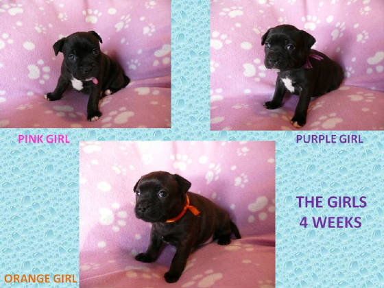 thegirls4weekslitter2.jpg