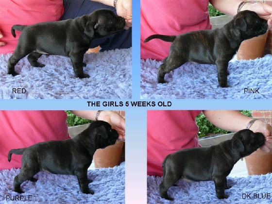 thegirls5weeksold.jpg