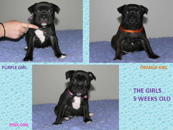 thegirls5weeksoldlitter2.jpg