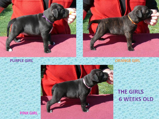 thegirls6weeksoldlitter2.jpg