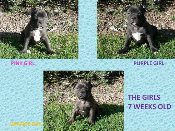 thegirls7weeksoldlitter2.jpg