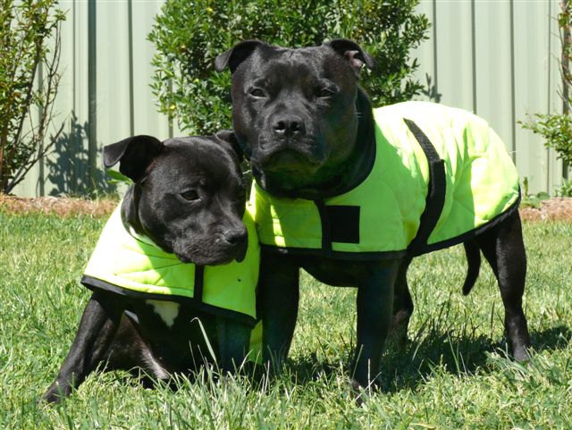 coolvests.jpg