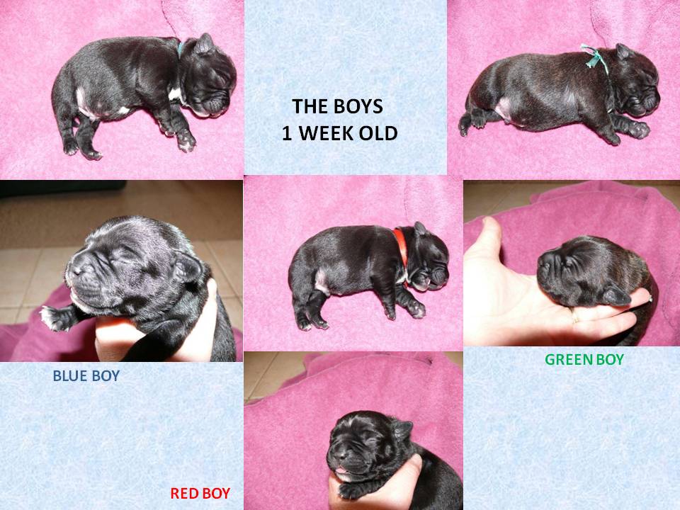 litter2boys1weekold.jpg