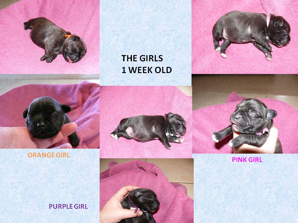 litter2girls1weekold.jpg