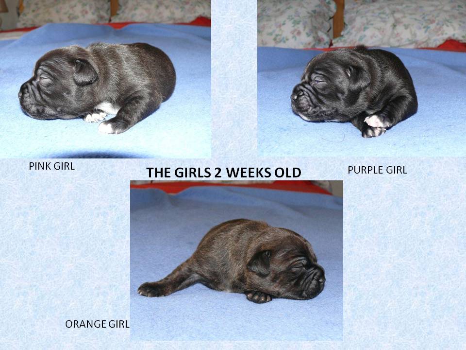 litter2thegirls2weeksold.jpg