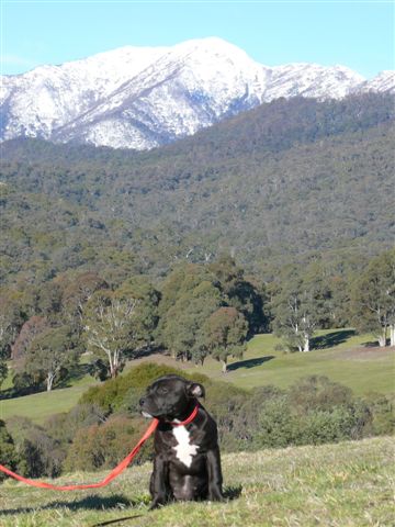 tillie12wmtbuller.jpg